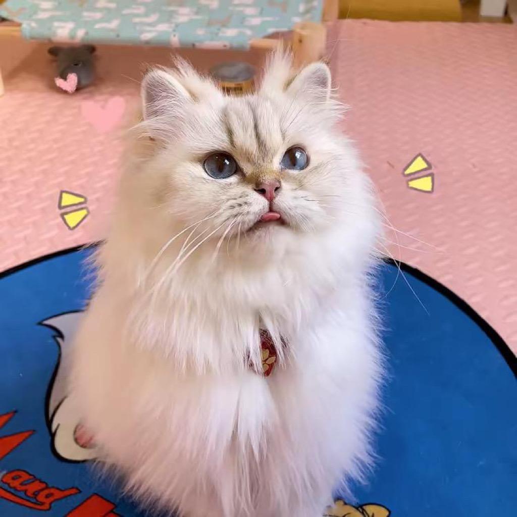 岚岚的猫舍