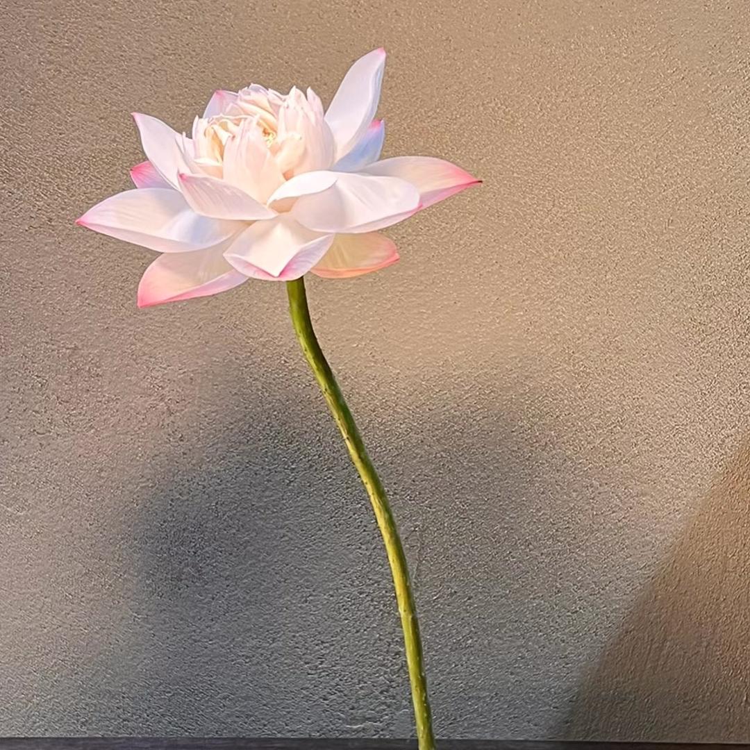 chuhe初荷