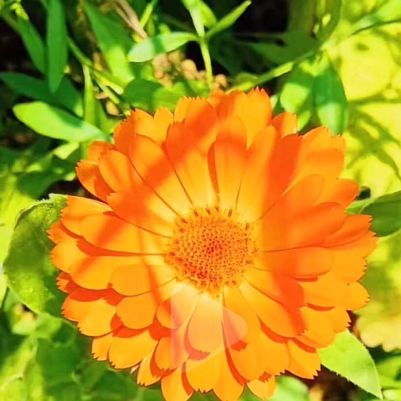 蝴蝶没翅膀怎样飞