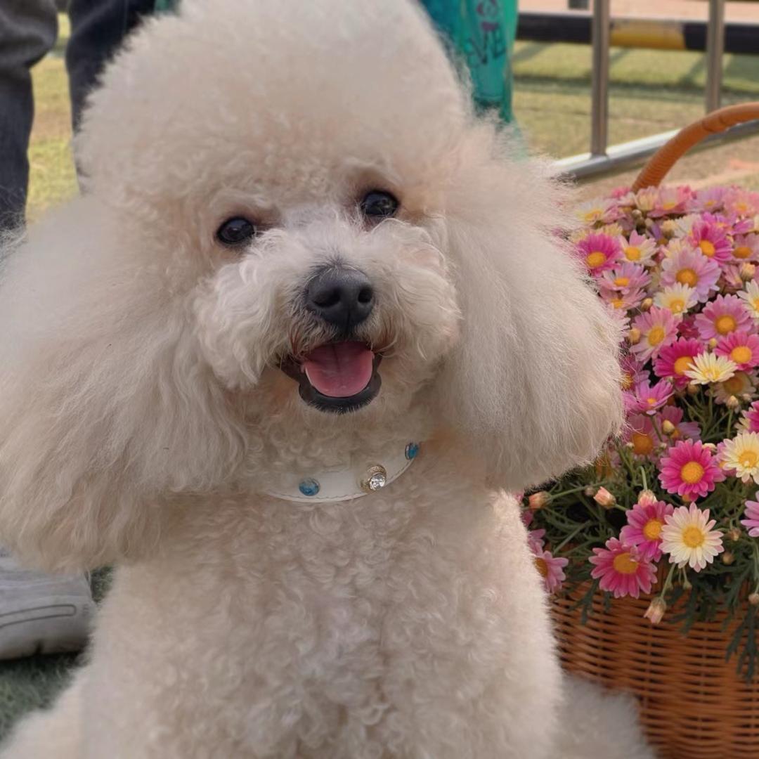 一只炸了毛的羊🐑