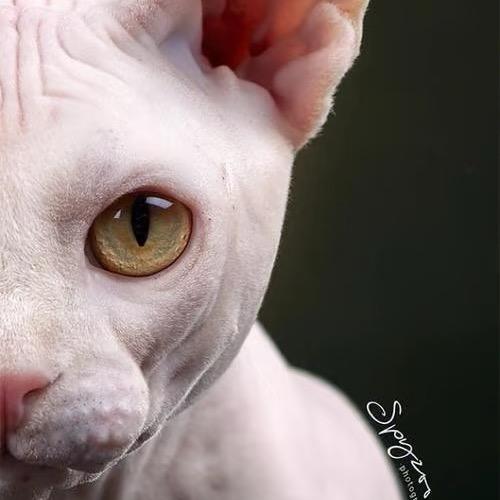 百威是只猫🐱