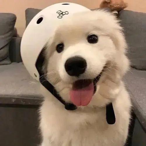 狗乱拉乱尿找老王