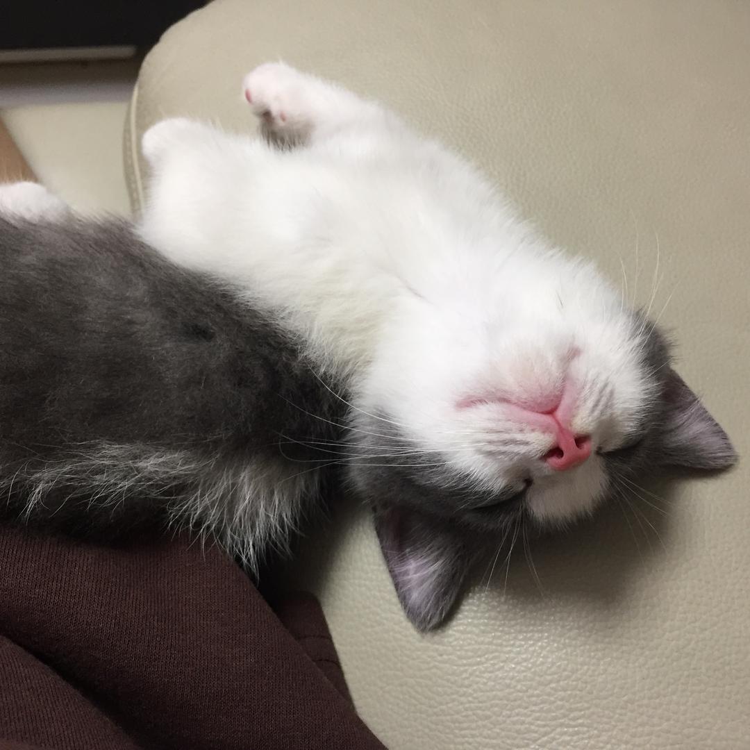 哈哈小小猫
