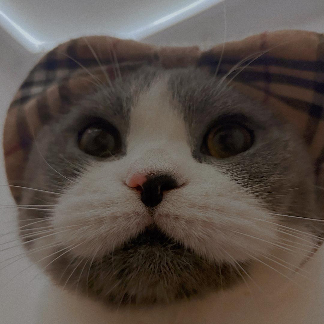 𝒞*𝒽𝓊𝓊𝒾