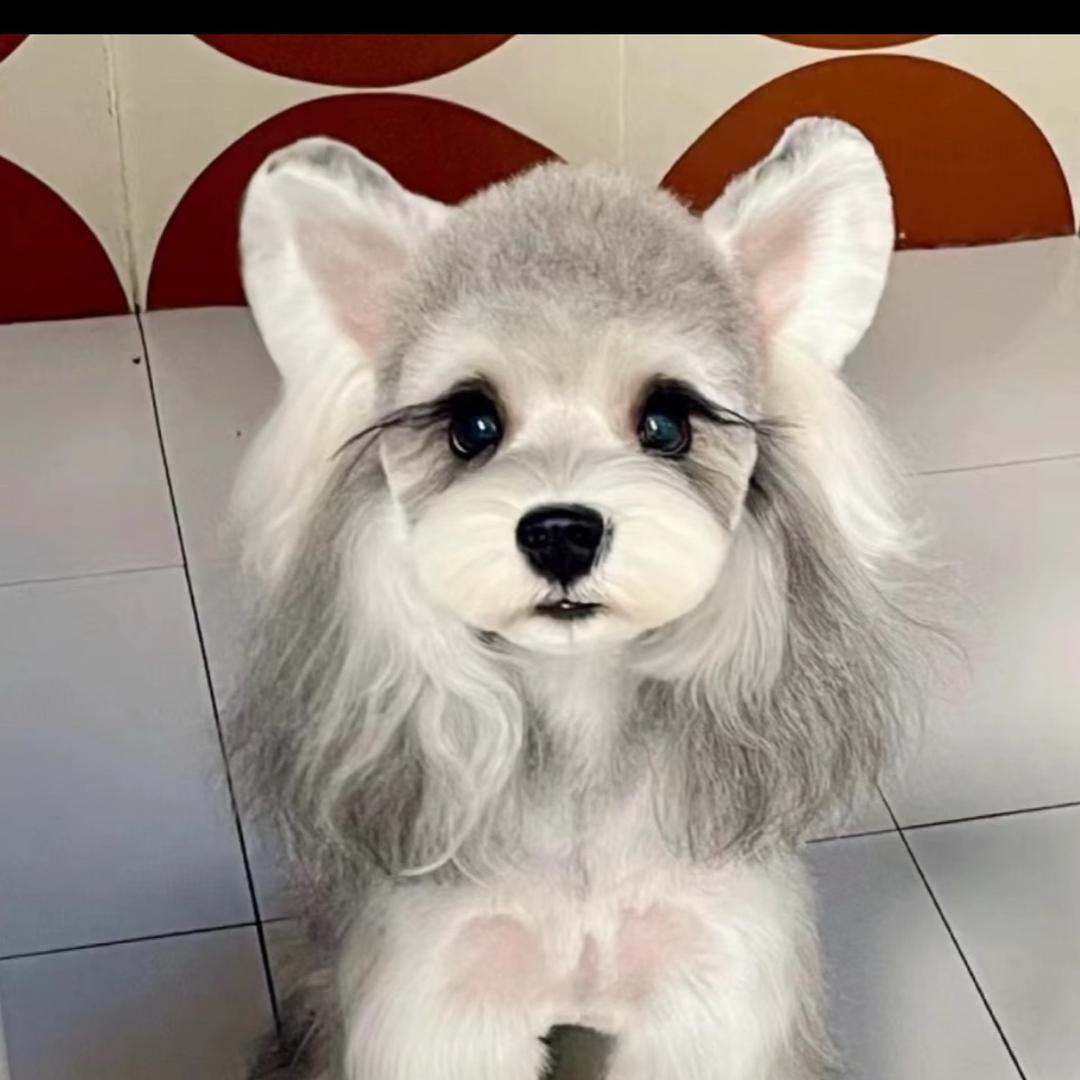 萌爪爪精品小型犬舍