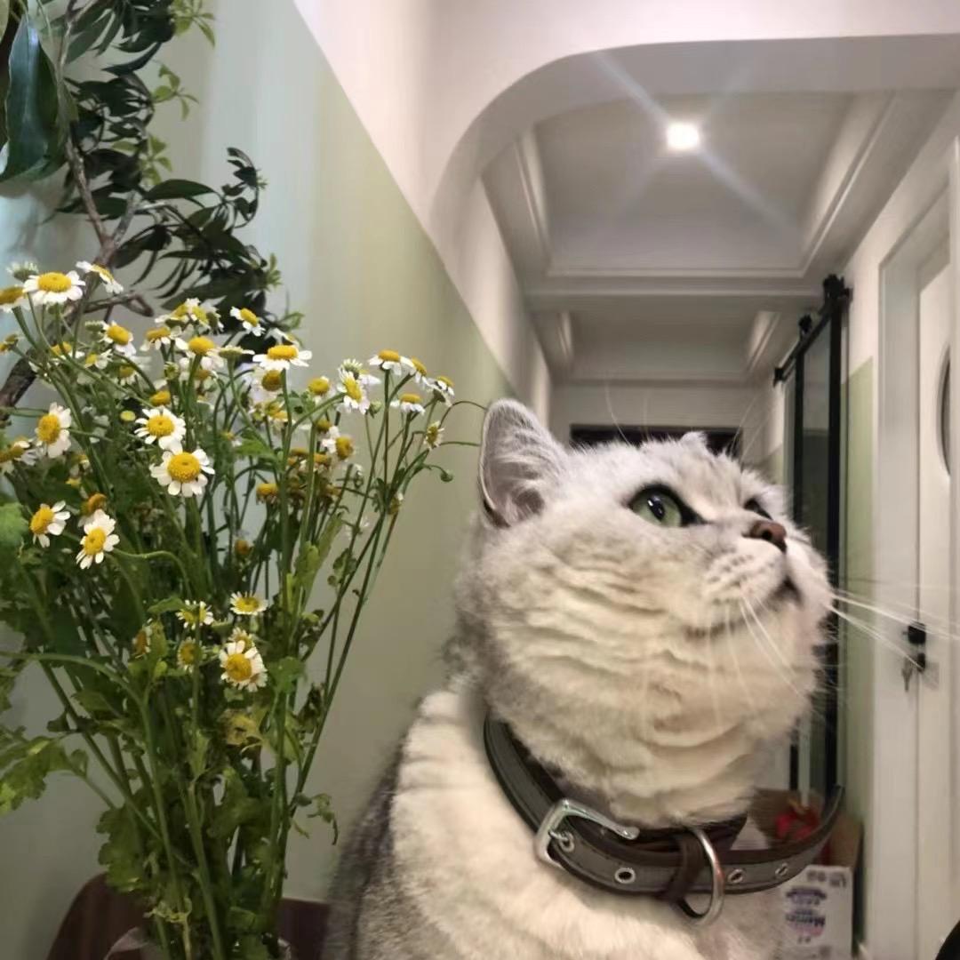 @呆呆
