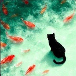 玫瑰花茶