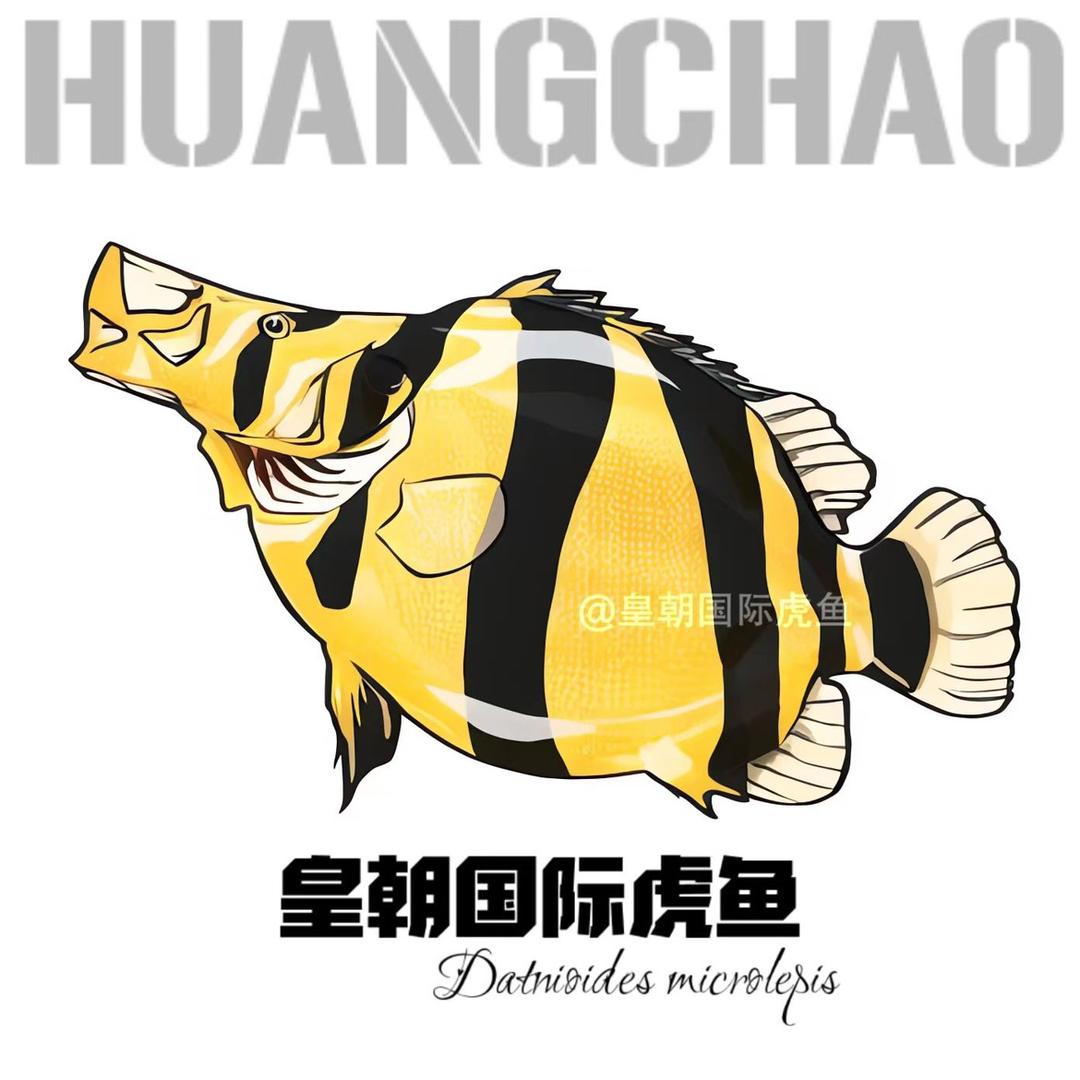 皇朝国际虎鱼.🏆