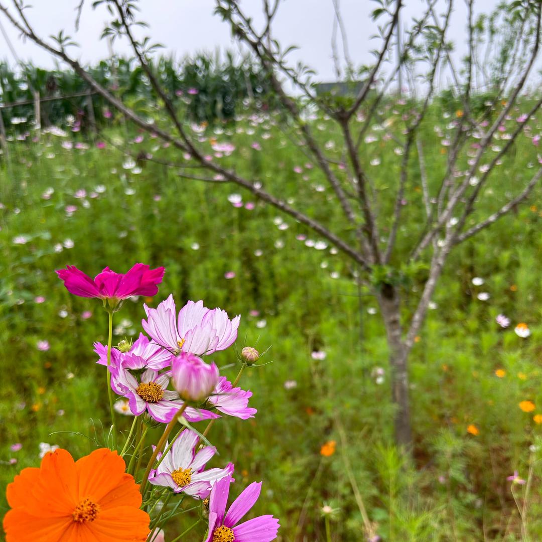 花开富贵🌼🌻🌸🪷