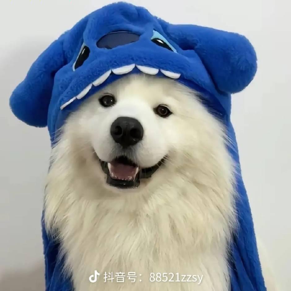阿宇的大团子