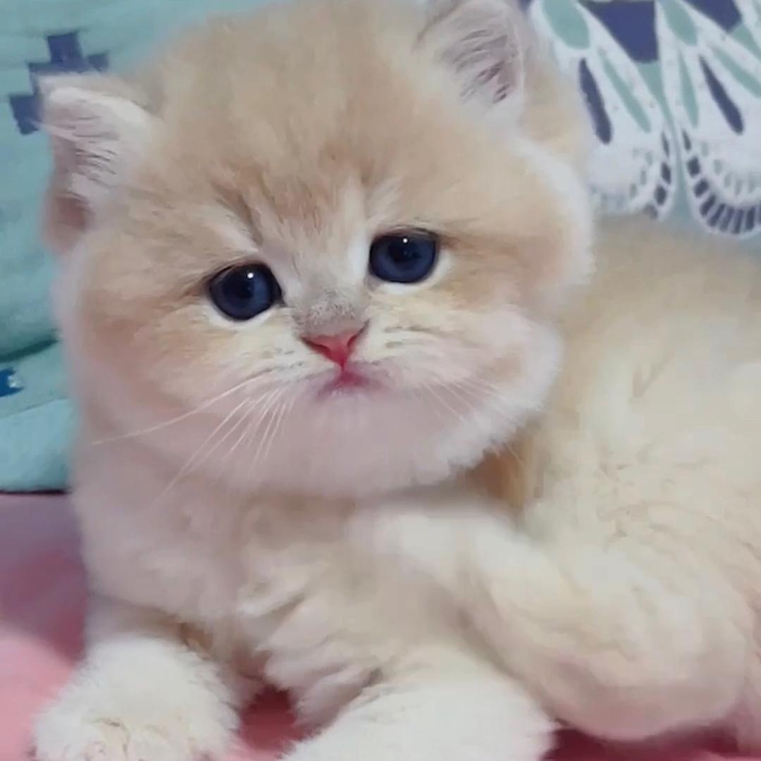 小志稀有色渐层猫舍