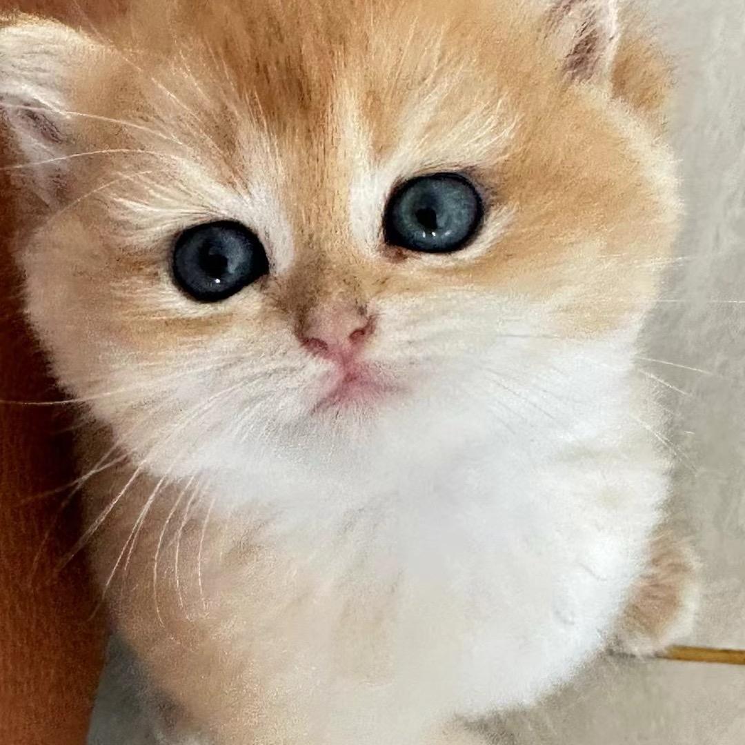 炸炸虾