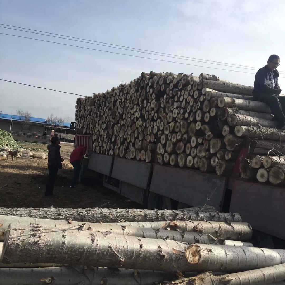 一帆风顺，常年收购杨树及各种树木