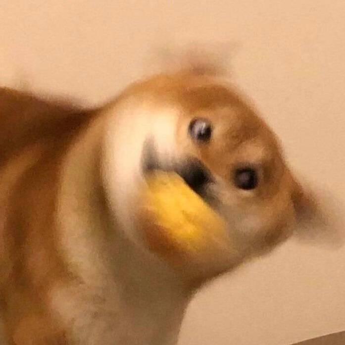 陈皮皮不皮