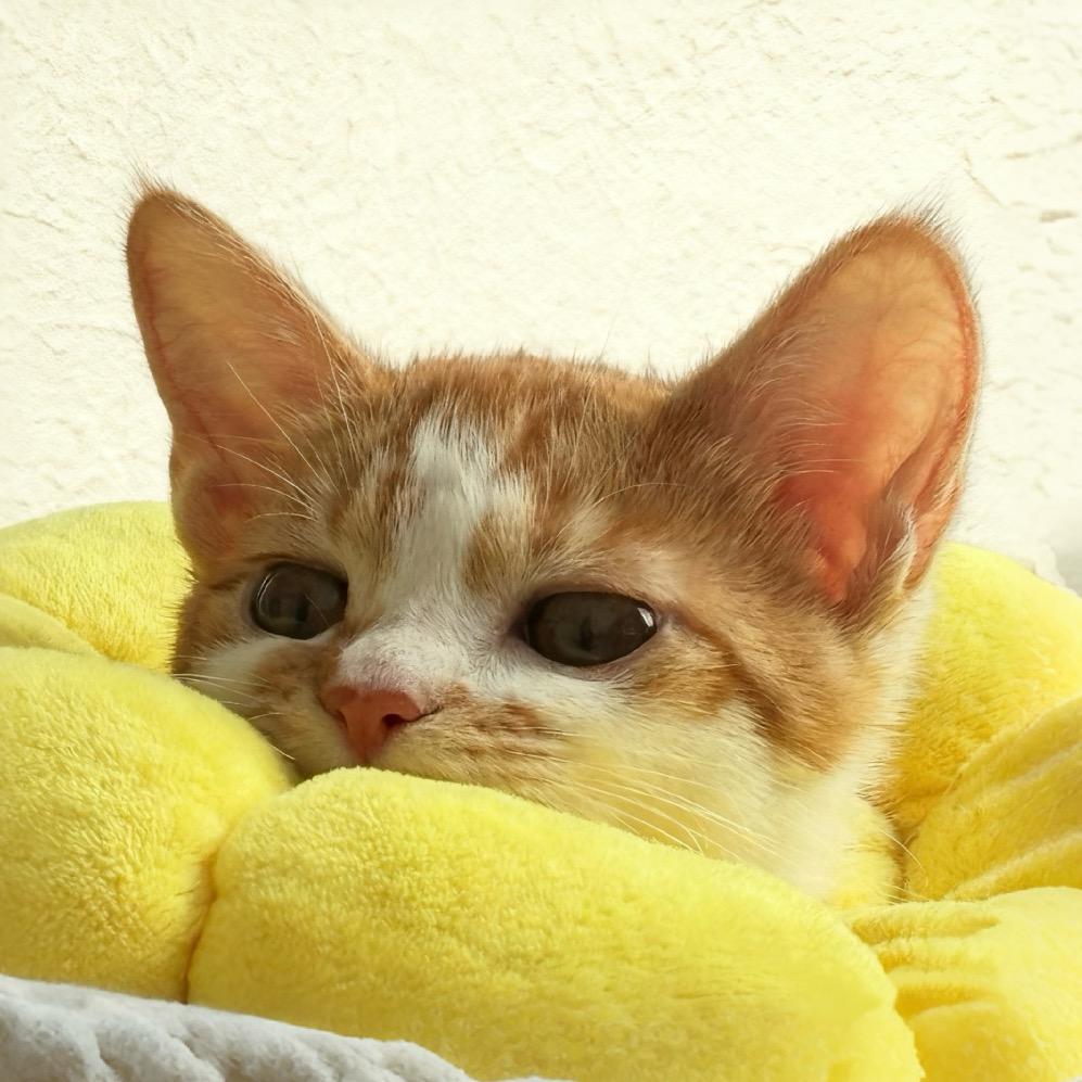 猫咪纹