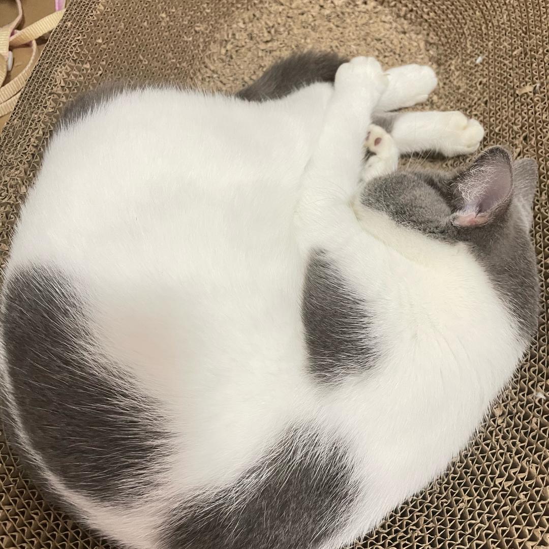 咪咪是只猫