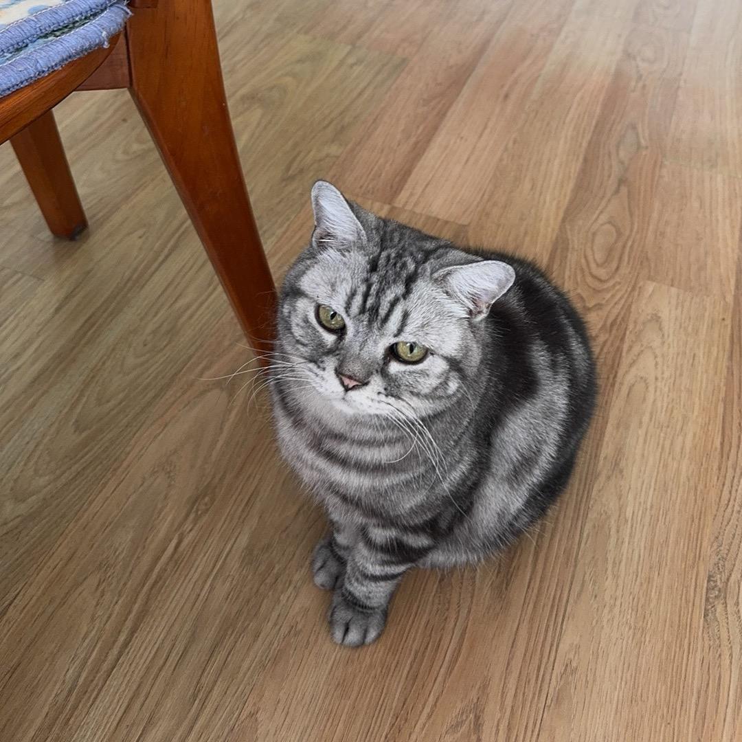 小双不受影响（土狗版）