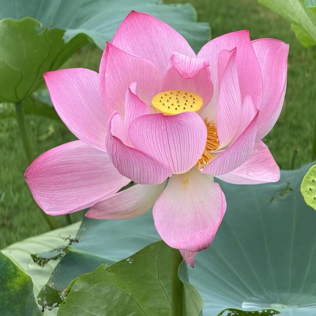 富贵花开