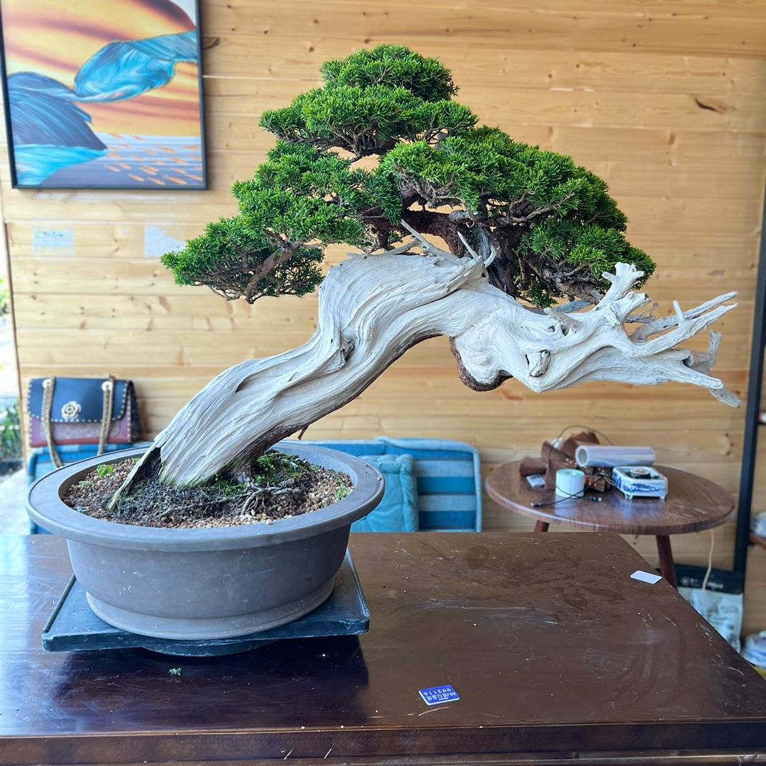 敏敏君盆景
