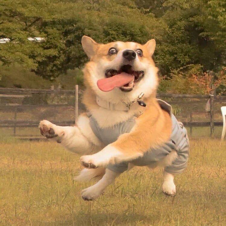 大炮是条狗