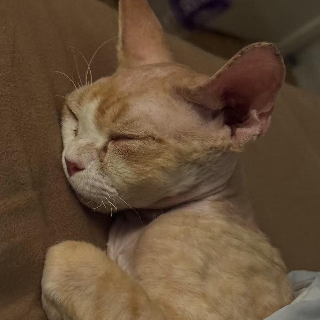 小猫英英