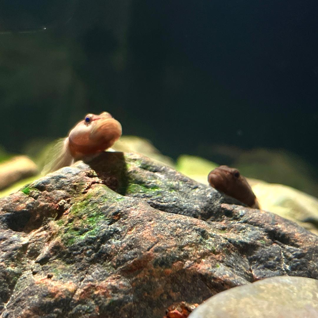 尼尔爱养鱼🐟