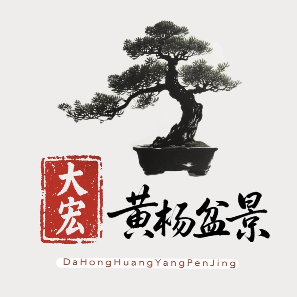 大宏黄杨盆景