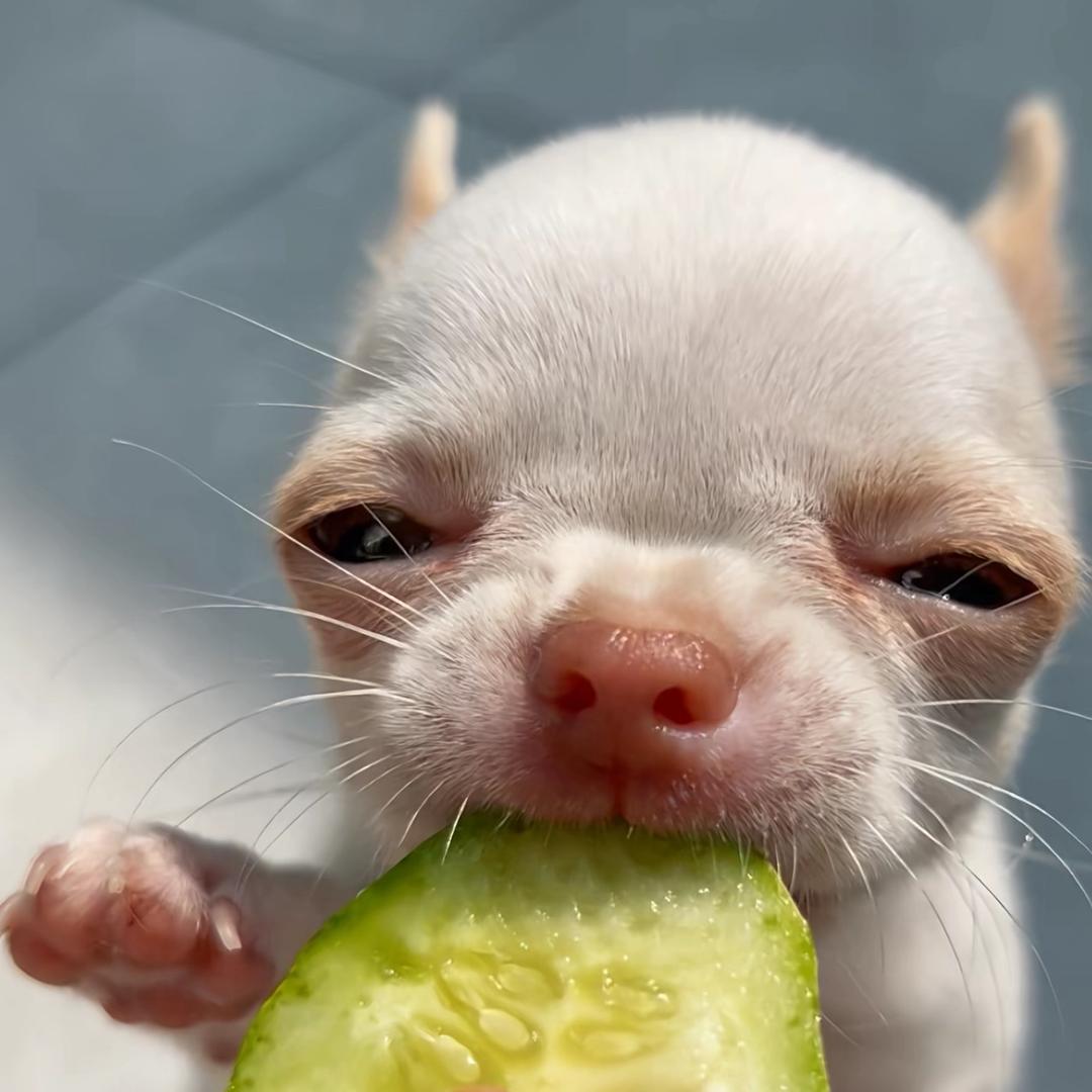 🐾