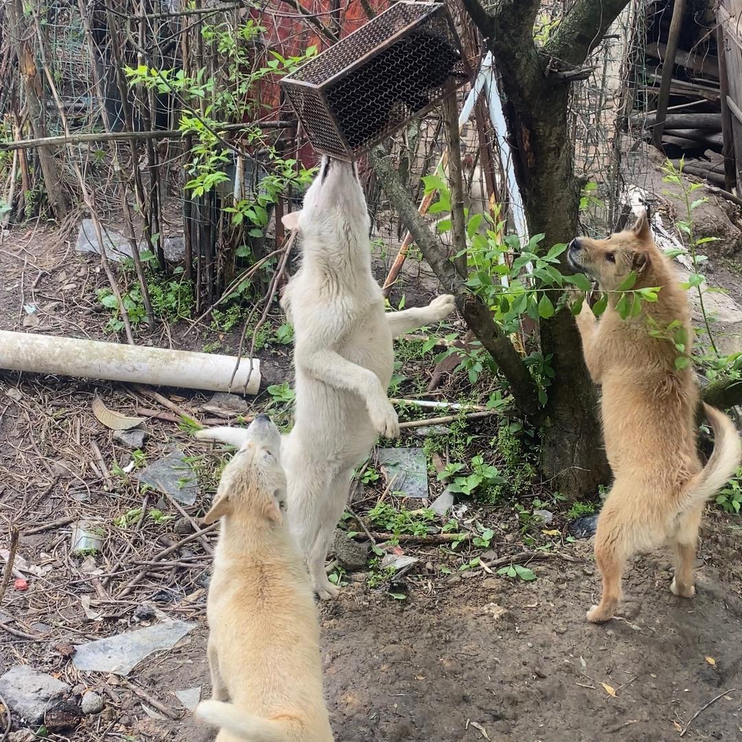 贵州黔南独山土猎繁育基地