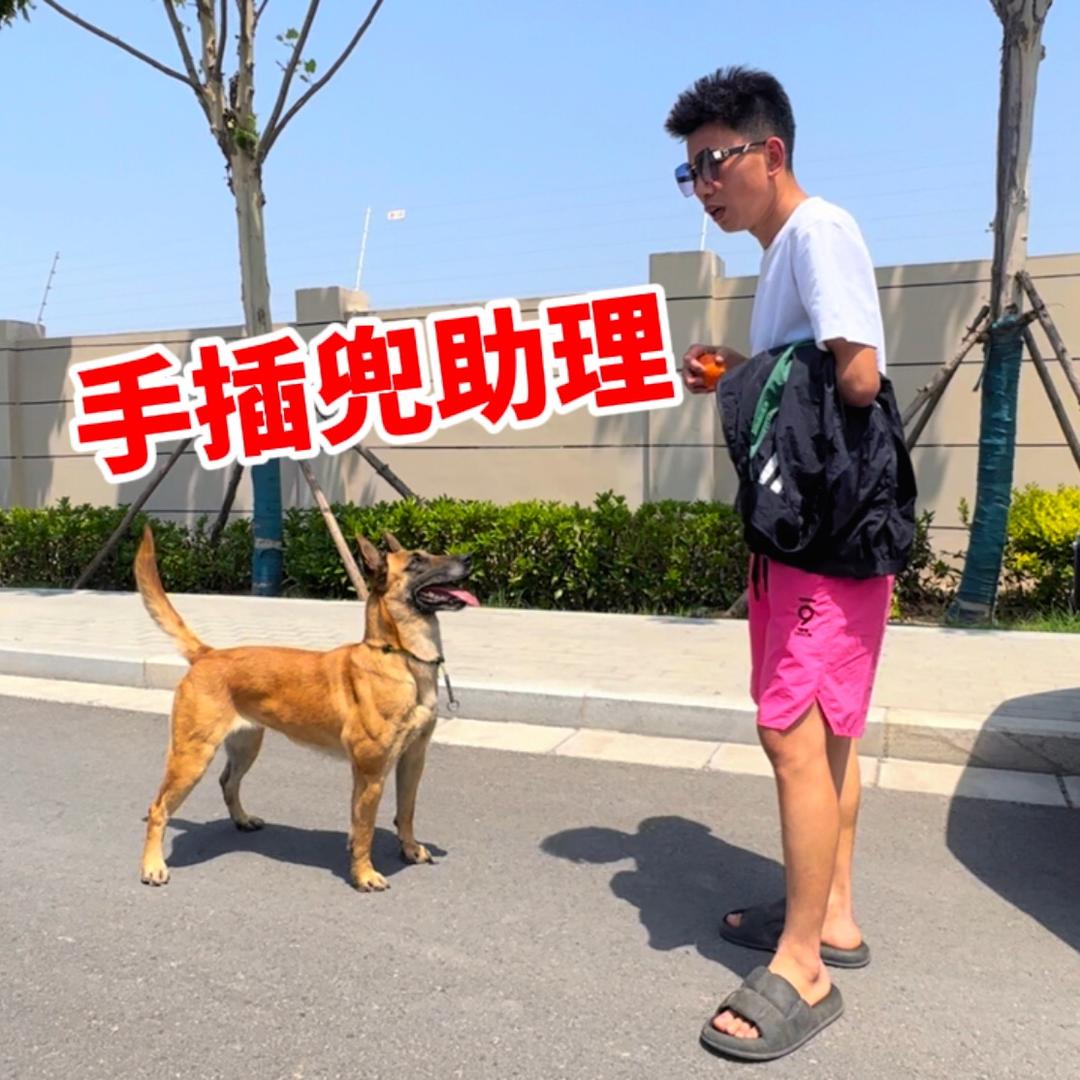 手插兜训狗用品