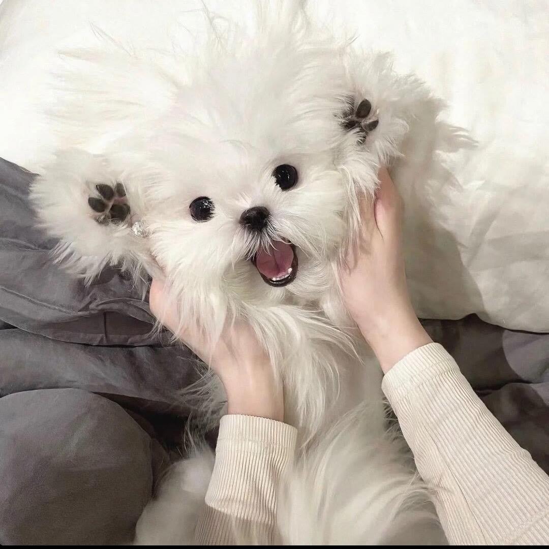 恶毒女配