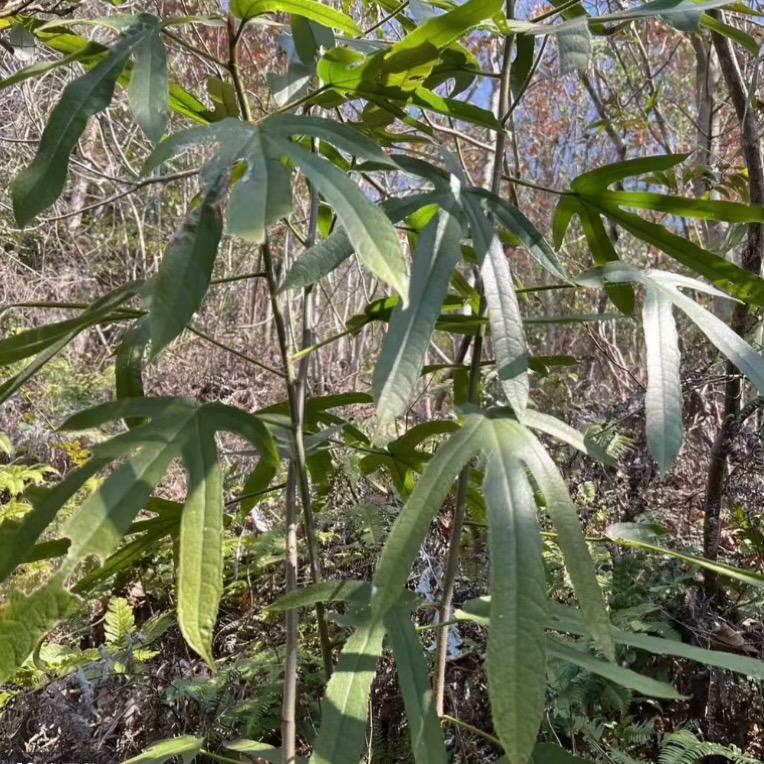 隆诚山货精选小铺