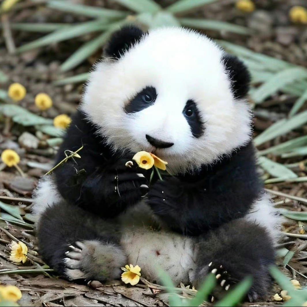 吃菜大王