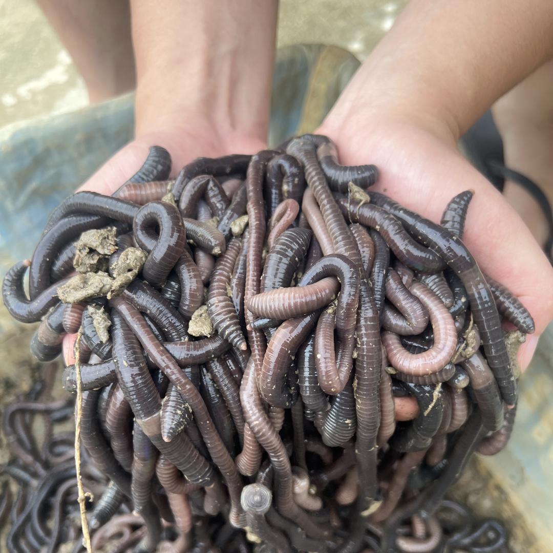 灵山县鑫六蚯蚓广地龙农产品精选店