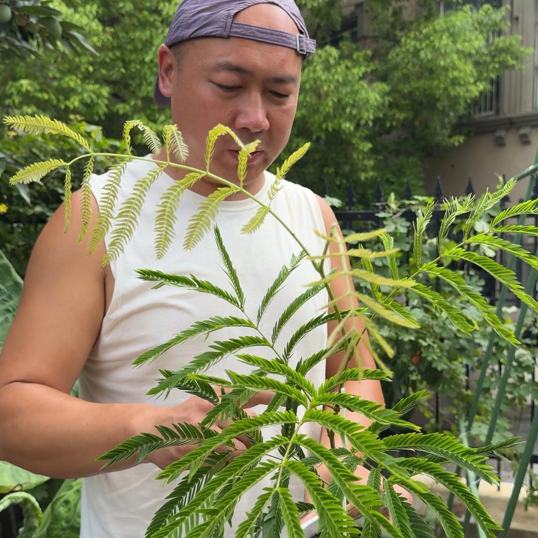 明哥的绿植俱乐部