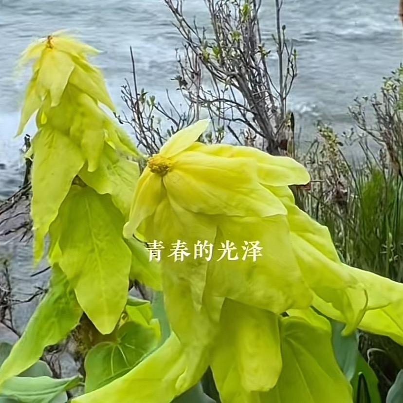 看淡