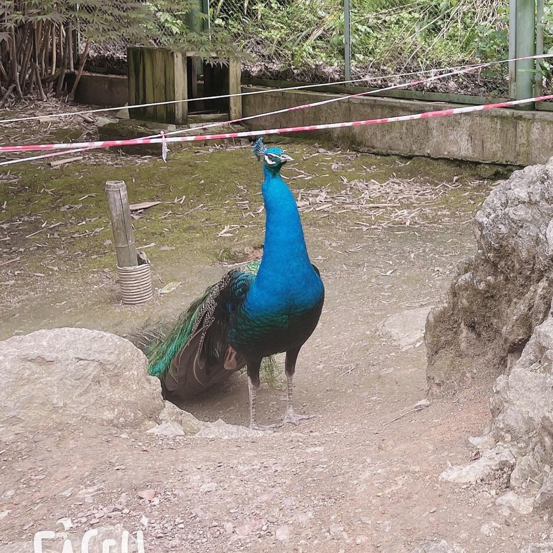 蓝玫瑰好物分享