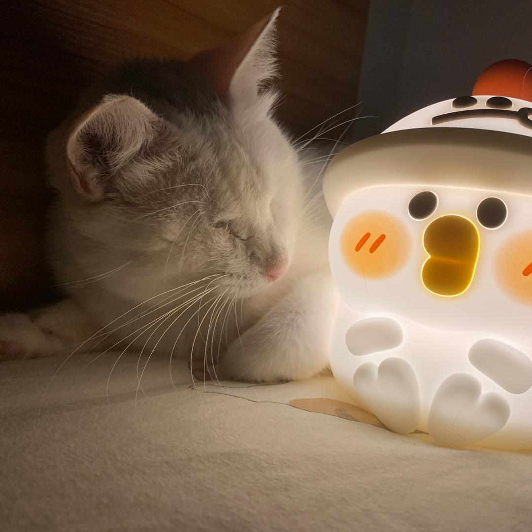 咪宝是个猫🐈
