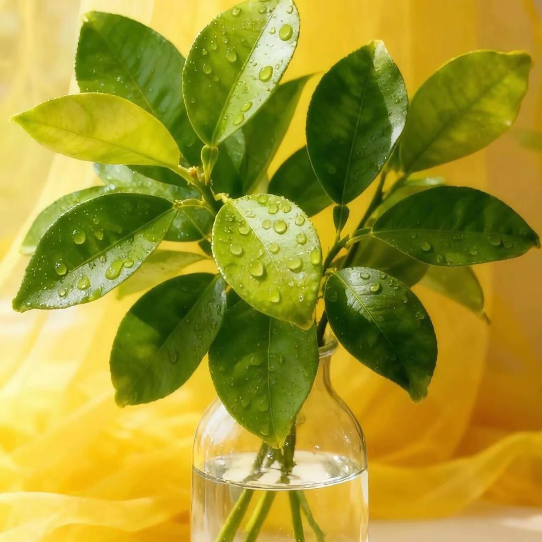 💰何小吖好物分享