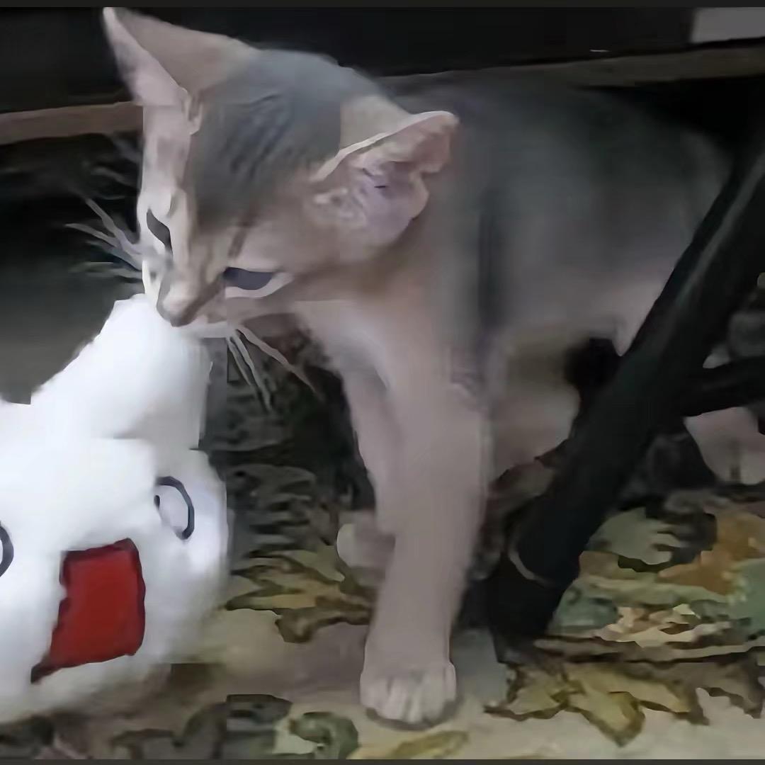 MENG YR