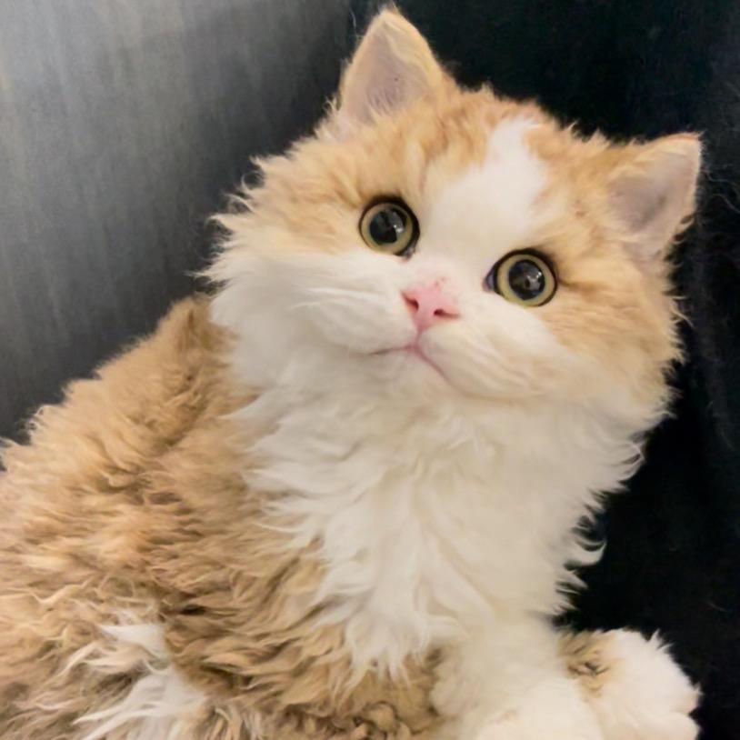 诺贝天纯猫舍直播号