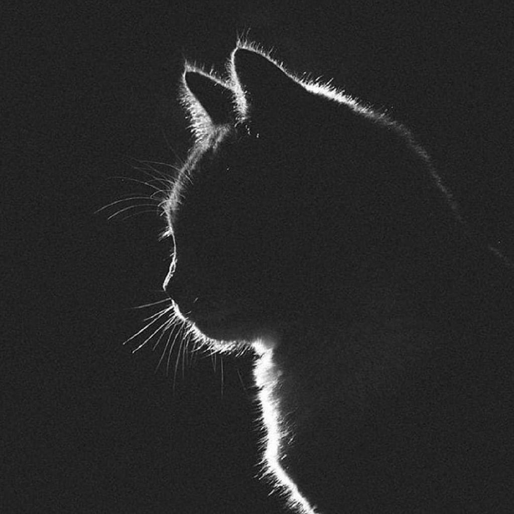 𓆡𓆝𓆟𓆜 𓆜𓆞