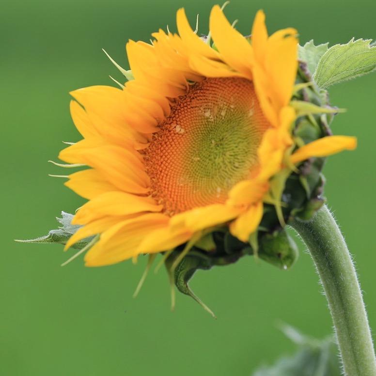 向阳花🌻