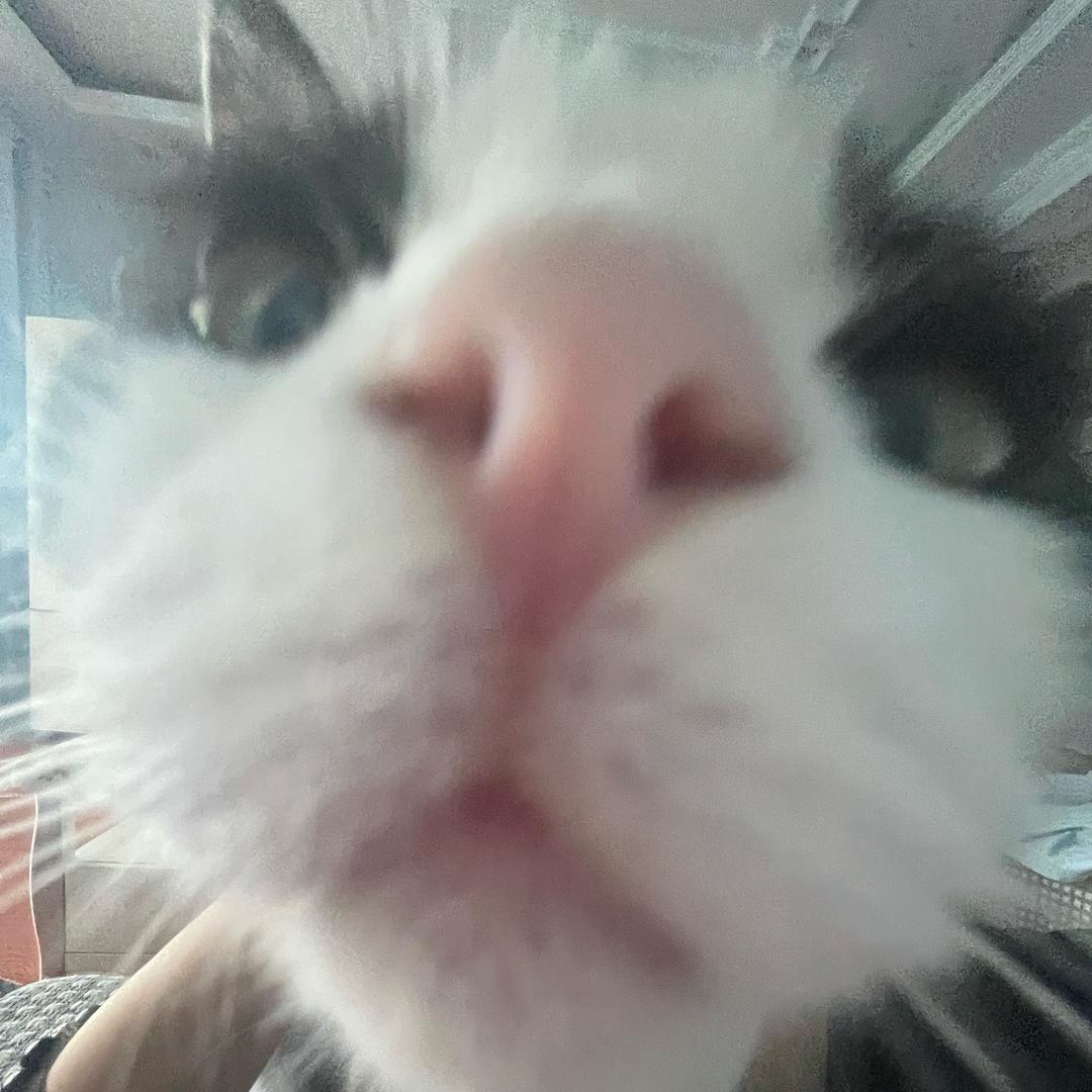 🐟.