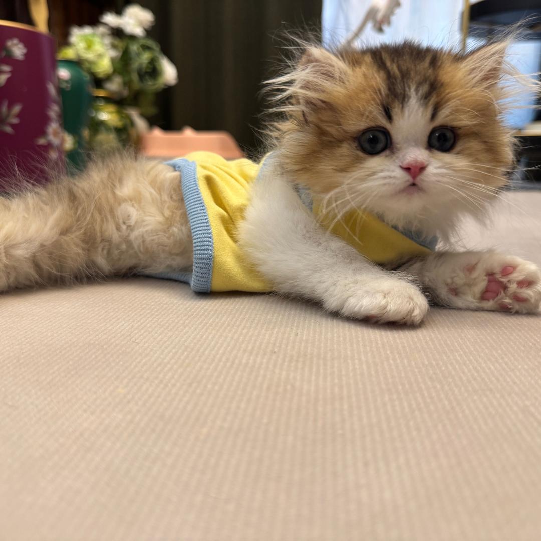请叫我好运小猫
