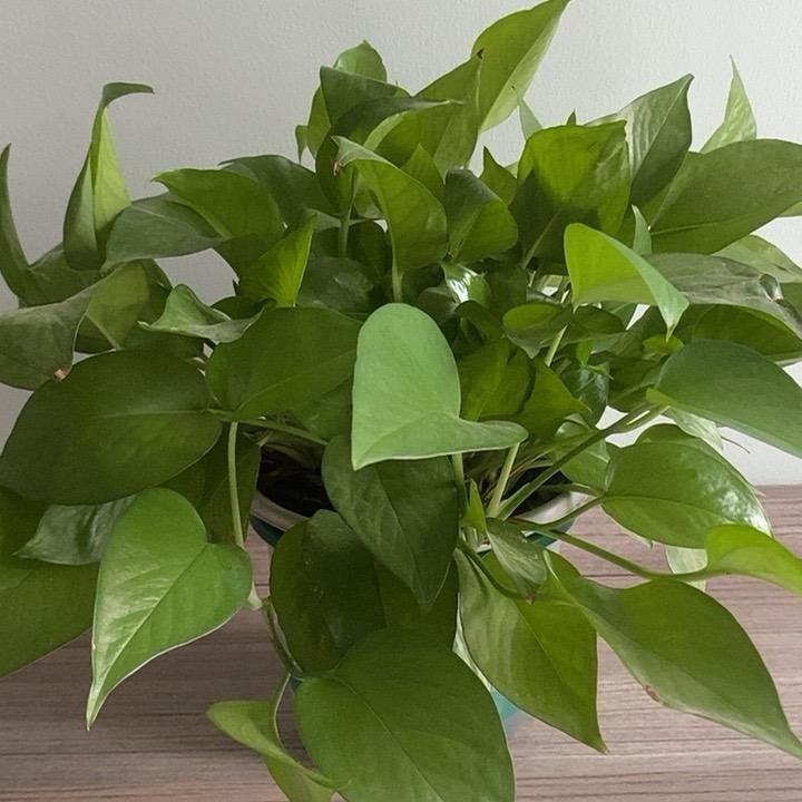 木兰花