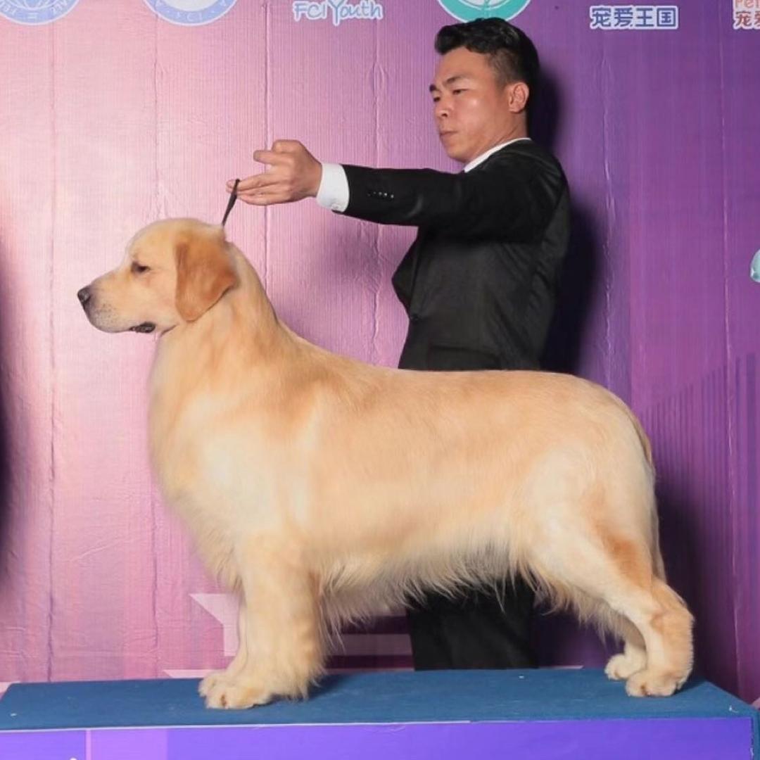 杭州魔兽争霸金毛犬舍-小助理