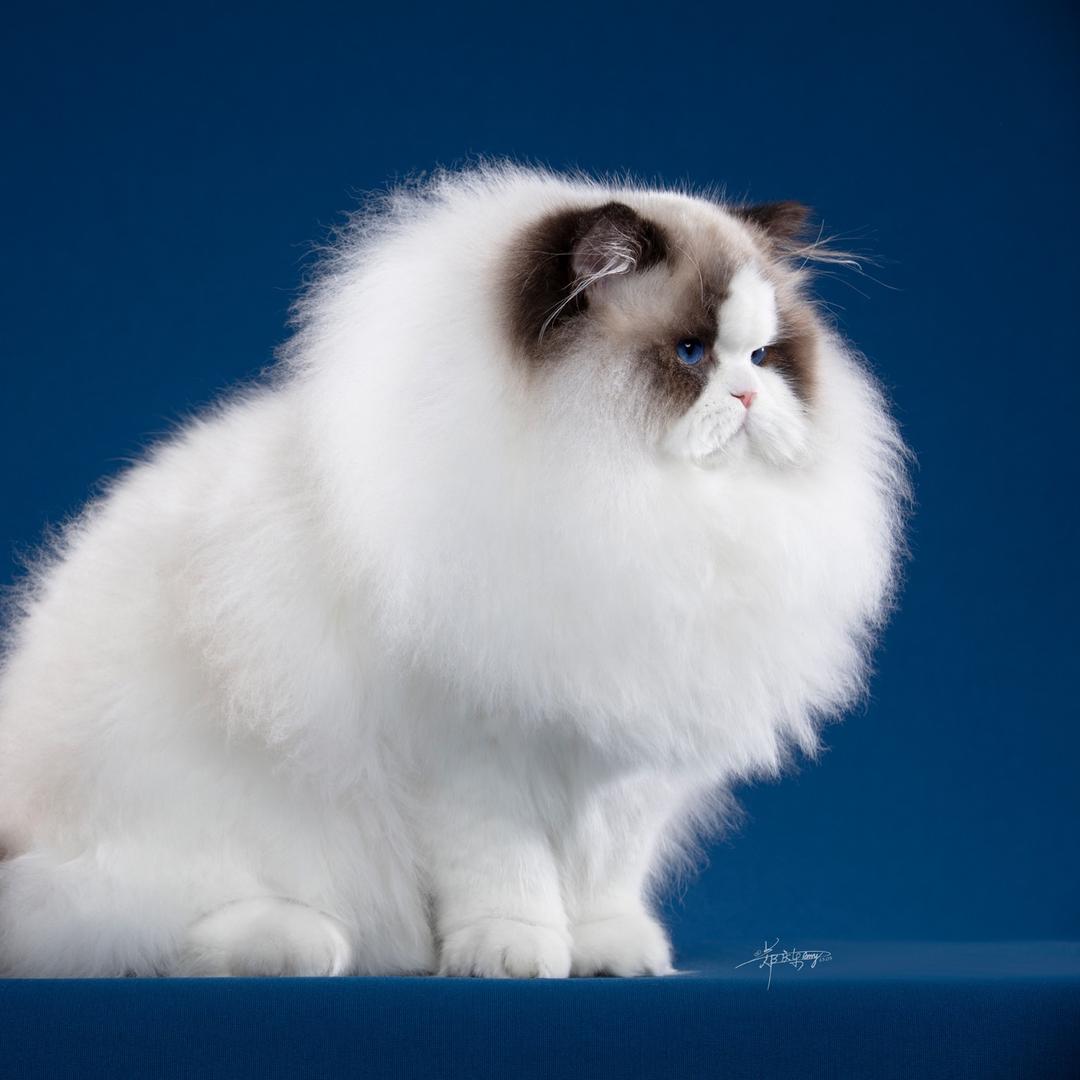 腾龙布偶猫舍