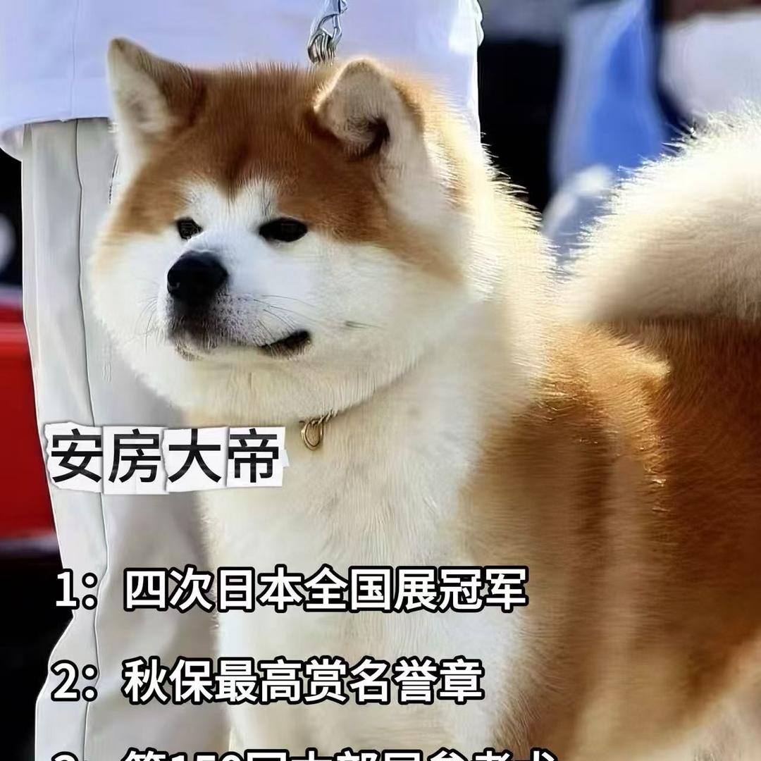 上野中国秋田犬舍 蕾蕾
