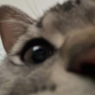 敦敦是只细猫